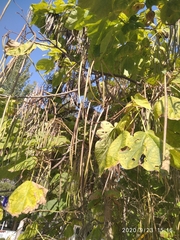 Catalpa bignonioides