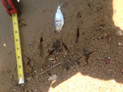 Coragyps atratus