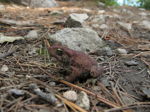 McCoy's Toad