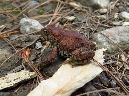 McCoy's Toad
