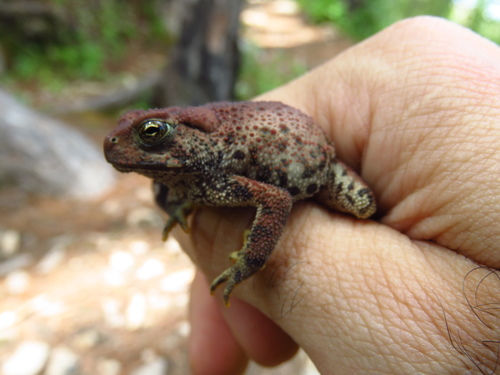 McCoy's Toad