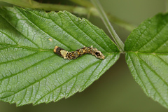 Thyatira batis