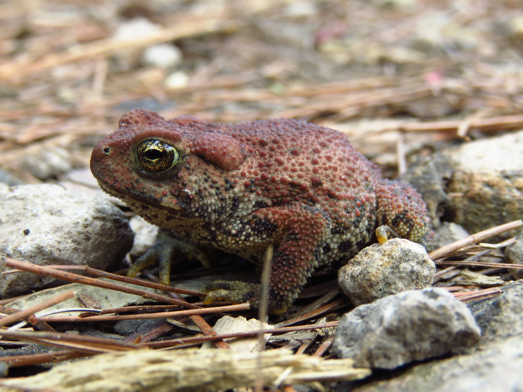 Mccoy's Toad