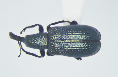 Cyan Leaf-rolling Weevil