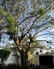 Enterolobium