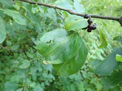 Trichochermes walkeri