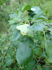 Trichochermes walkeri