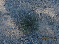 Hyssopus officinalis