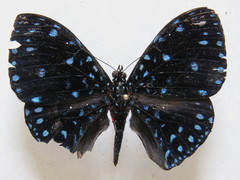 Hamadryas laodamia saurites