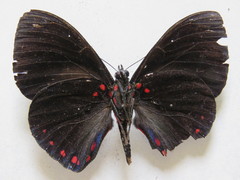 Hamadryas laodamia saurites