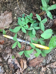 Trifolium virginicum