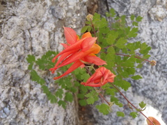 Aquilegia desertorum