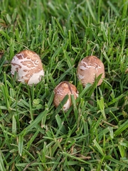 Chlorophyllum molybdites