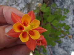 Aquilegia desertorum