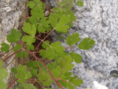 Aquilegia desertorum