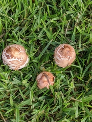 Chlorophyllum molybdites
