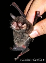 Pteronotus mesoamericanus