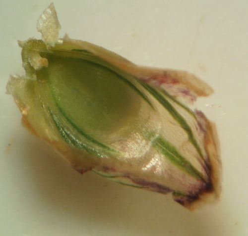 Briza maxima