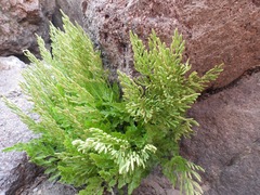 Cryptogramma cascadensis