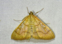 Helvibotys helvialis
