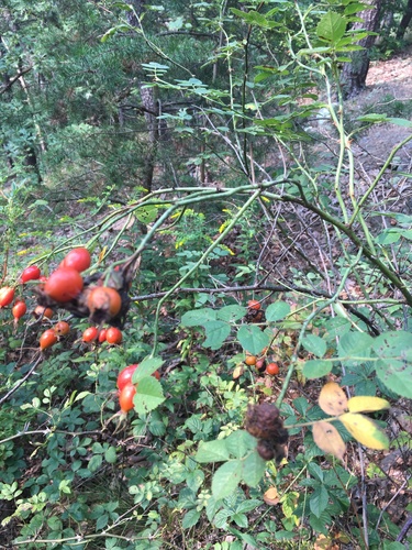 Rosa rubiginosa