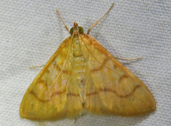 Helvibotys helvialis