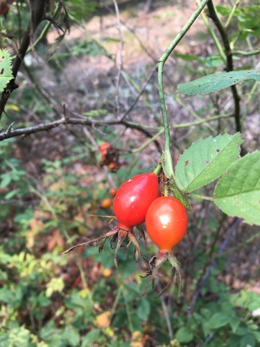 Rosa rubiginosa