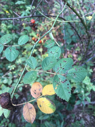 Rosa rubiginosa