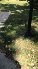 Sciurus carolinensis