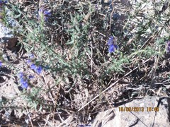 Hyssopus officinalis