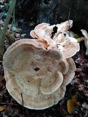Meripilus giganteus
