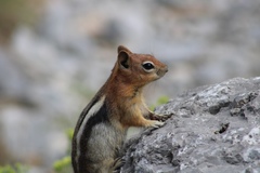 Callospermophilus lateralis certus