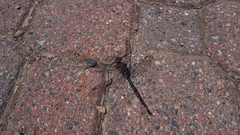 Aeshna tuberculifera