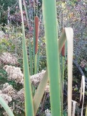 Typha × glauca