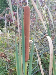 Typha × glauca