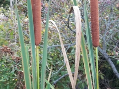 Typha × glauca
