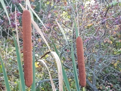 Typha × glauca