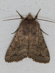 Nudorthodes texana