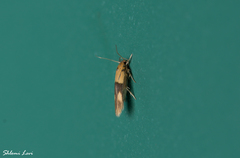 Stathmopoda auriferella