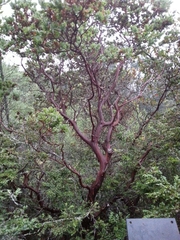 Arctostaphylos pallida