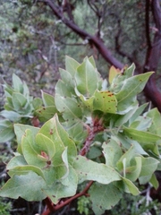 Arctostaphylos pallida
