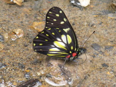 Catasticta sisamnus telasco