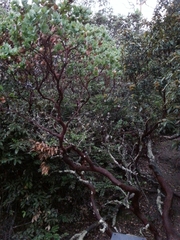 Arctostaphylos pallida