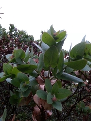 Arctostaphylos pallida