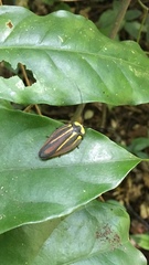 Rochaina mexicana