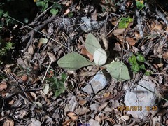 Verbascum rotundifolium