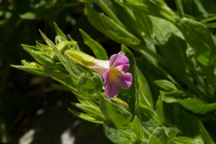 Erythranthe erubescens