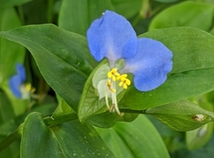 Commelina communis