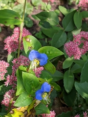 Commelina communis