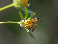 Halictus scabiosae